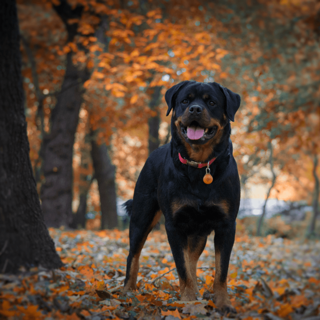 Image of a black and brown dog outside with orange leaves