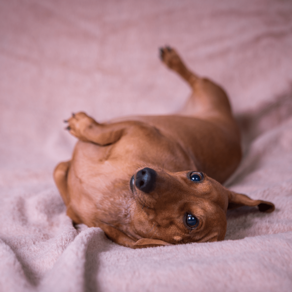 Image of a brown dog laying on a blanket