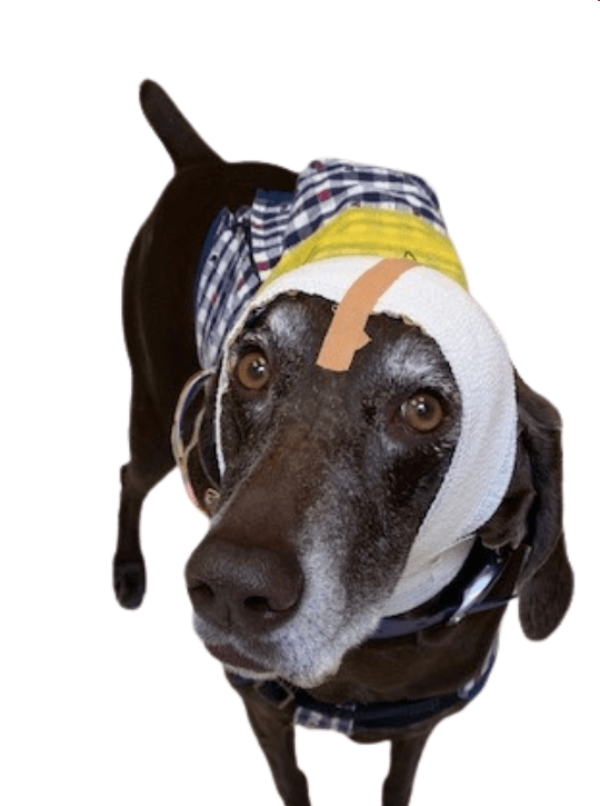 Image of brown germain shorthair pointer dog wearing white bandage on head and blue checkered vest