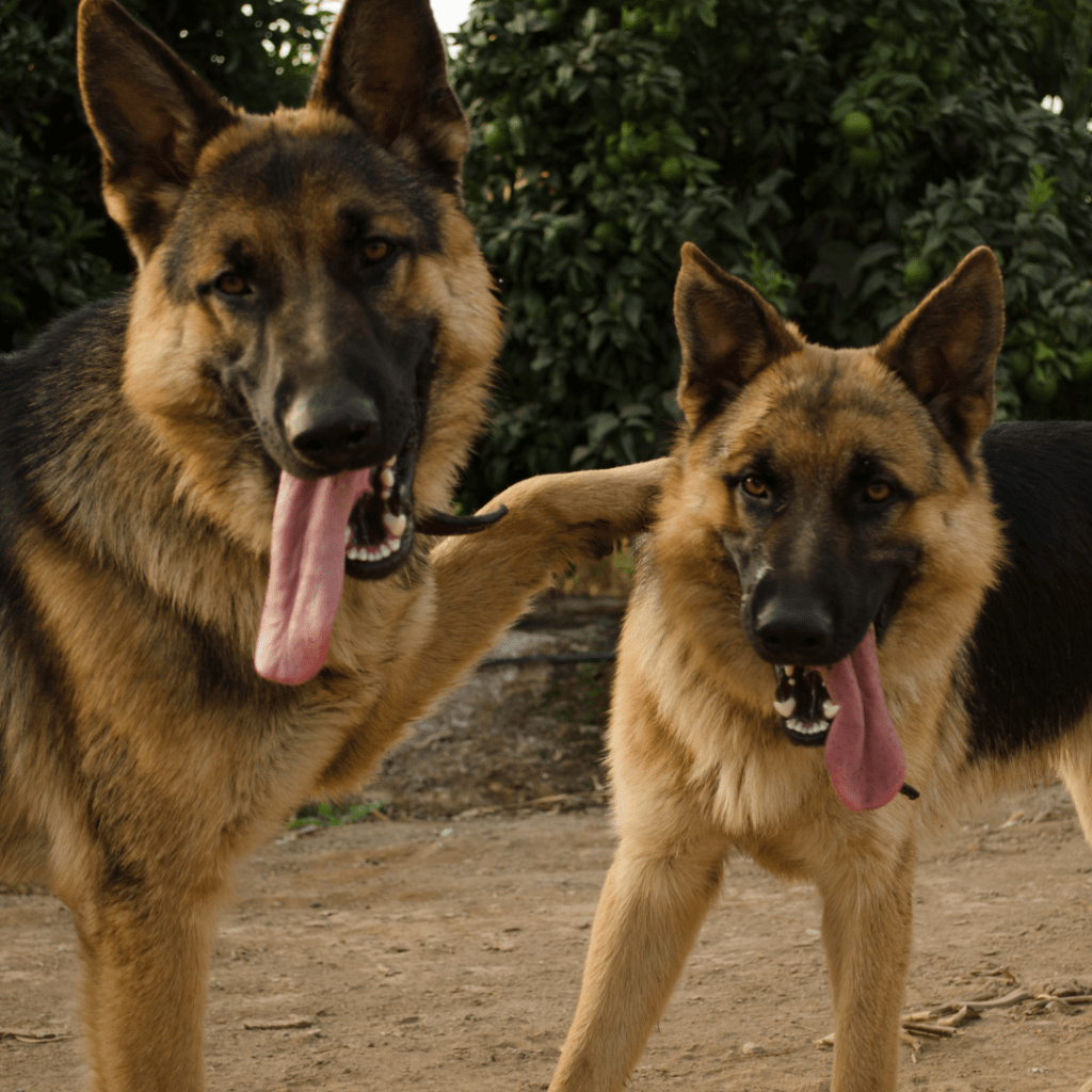 Image of two brown and black german shepherd dogs with their tongues out looking at the camera