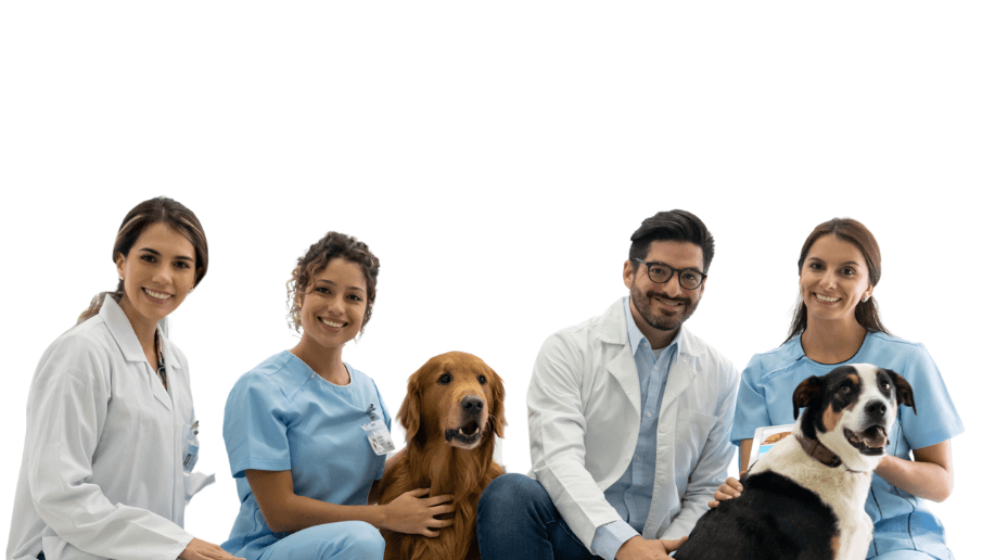 Four veterinarians kneeling down beside each other, with them petting one brown dog and one black & white dog by their sides.