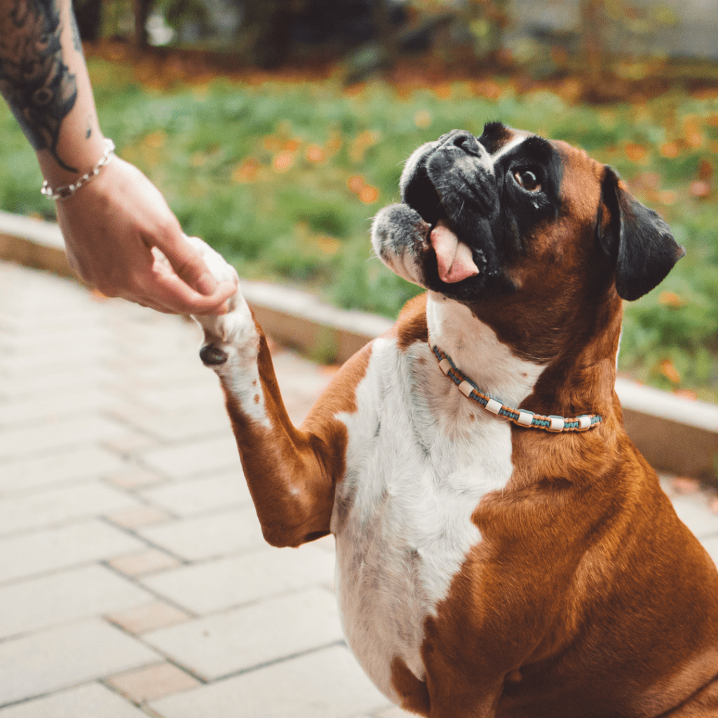 Image of a brown and white boxer dog with its paw in the air being held by a human hand. 