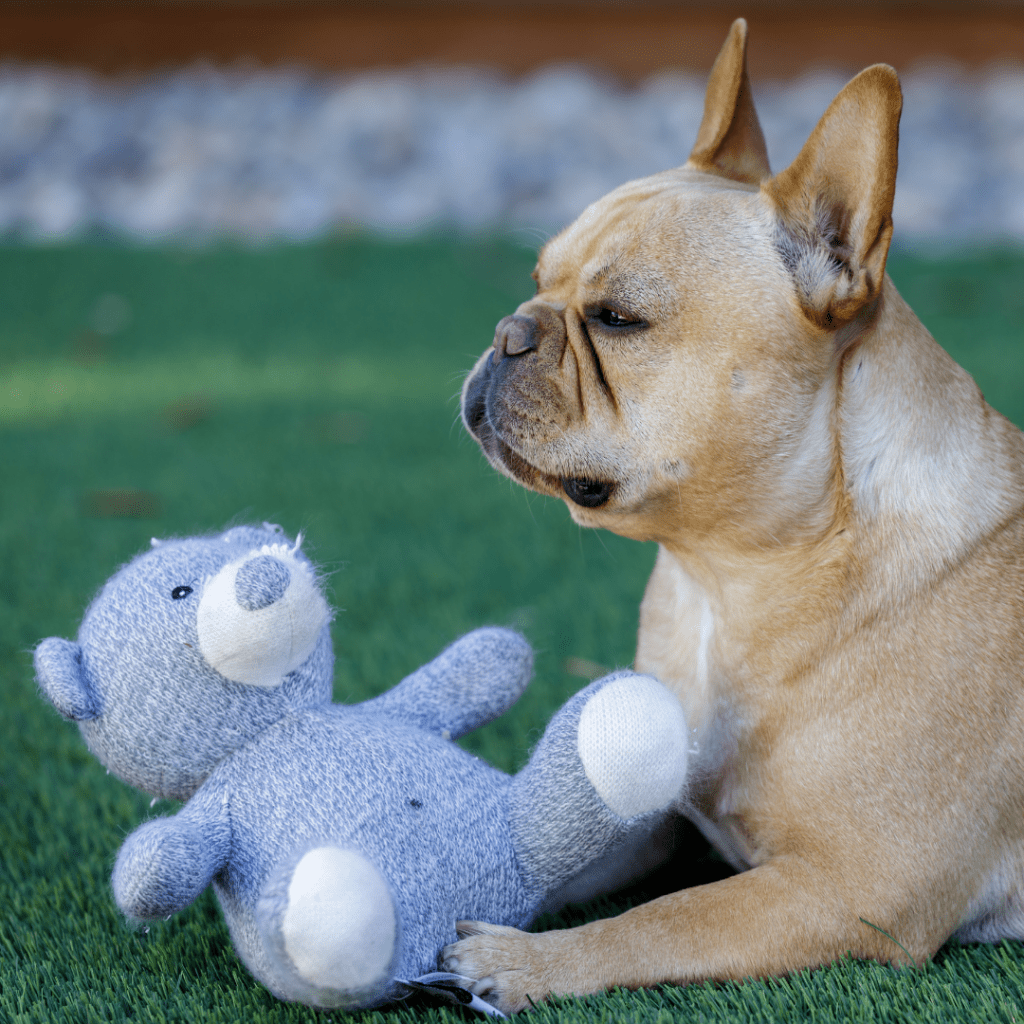 Image of a light brown french bulldog holding a grey teddy bear in its front paws
