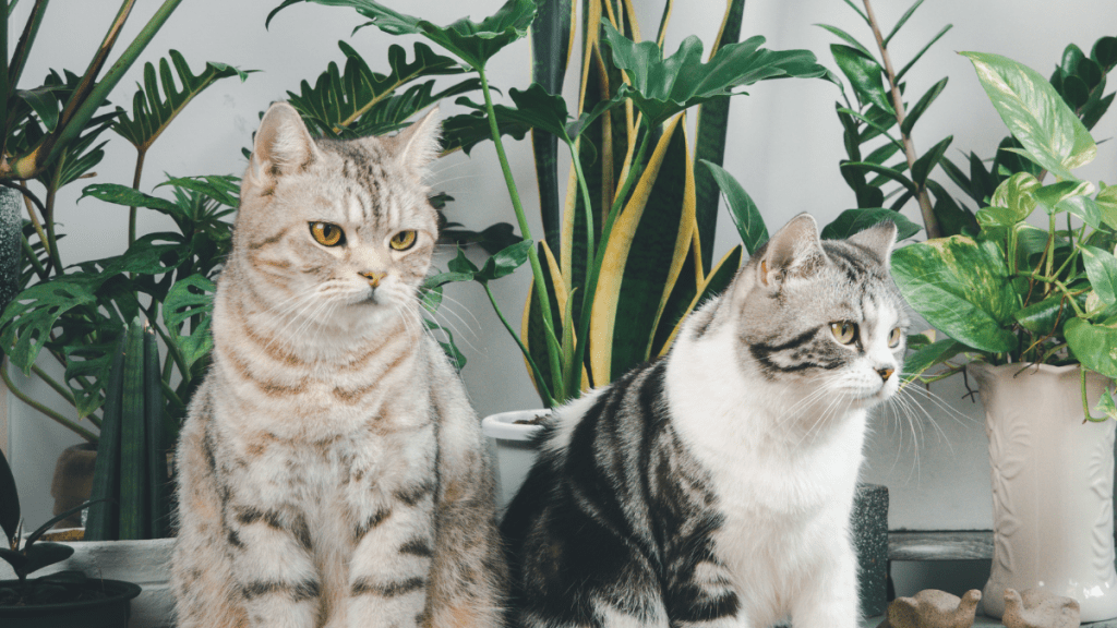 Image of two tabby cats in front of various green plants.