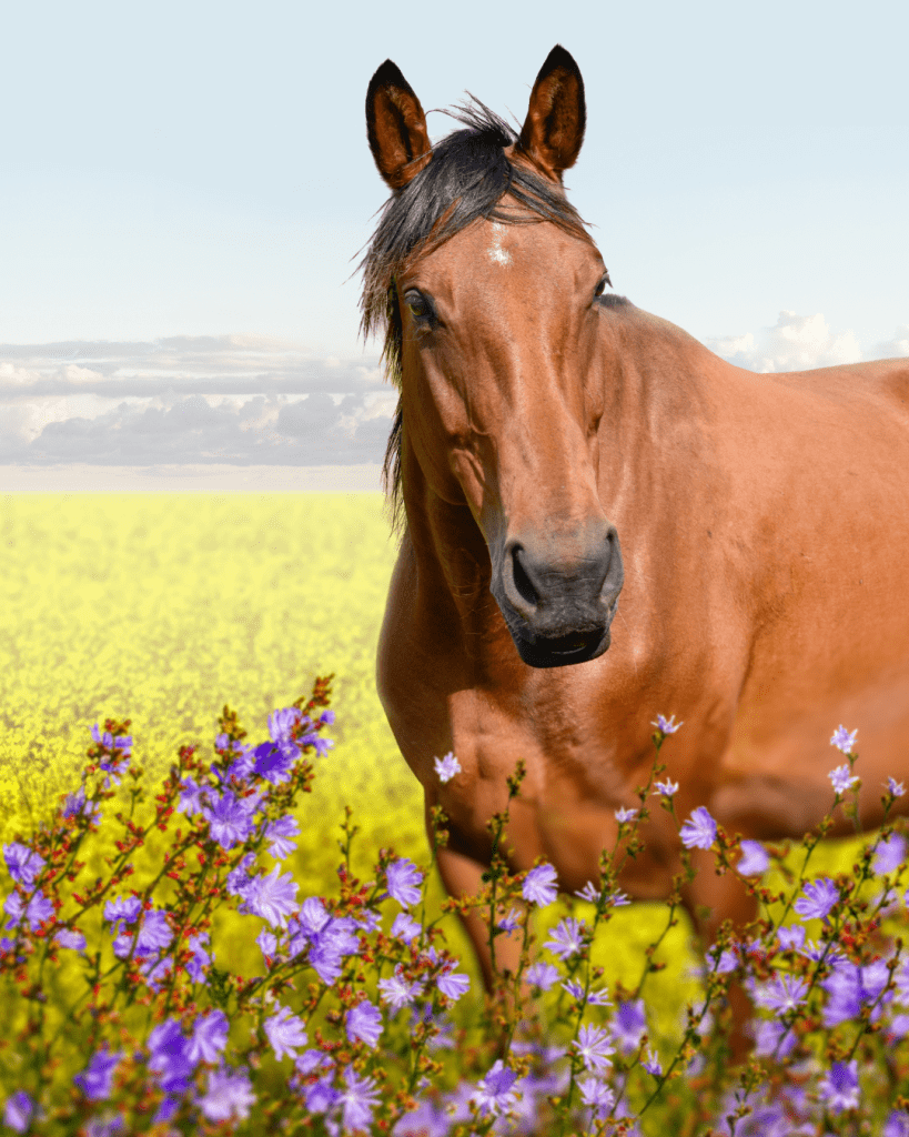 Brown horse outside in a meadow of purple flowers