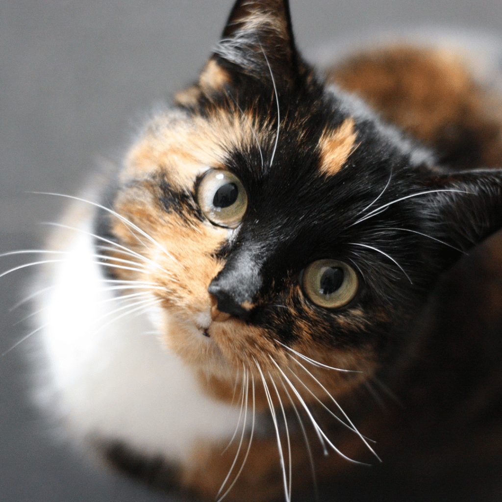 Calico cat looking up at the camera
