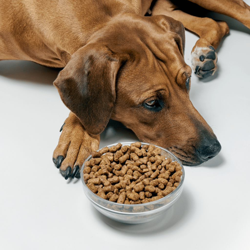 A brown dog is laying down next to a glass bowl of kibble. 